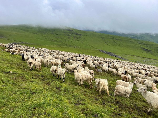 दशैंँ सुरु भएसँगै बेसी झर्न थाले भेडीगोठ   