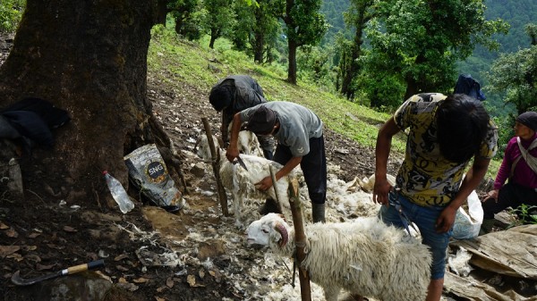 प्रयोग हुन छाडेपछि खेर जाँदै भेडाको ऊन   
