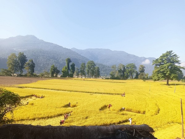 किसानलाई धान काट्ने चटारो