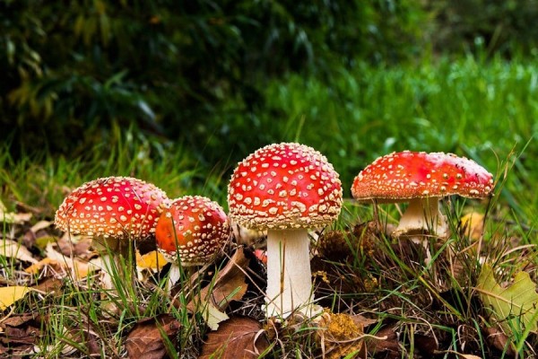जङ्गली च्याउ खाँदा ११ जना बिरामी    