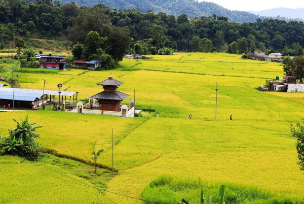 उब्जाउ जमिन नासिँदै, कृषि उत्पादन घट्दै   
