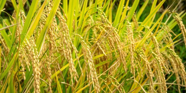 अविरल वर्षाले धानबालीमा क्षति   