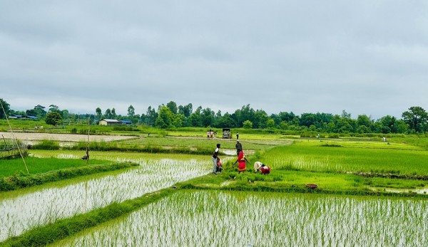 मुलुकभर ९४ प्रतिशत धान रोपाइँ, उत्पादन घट्न सक्ने अनुमान