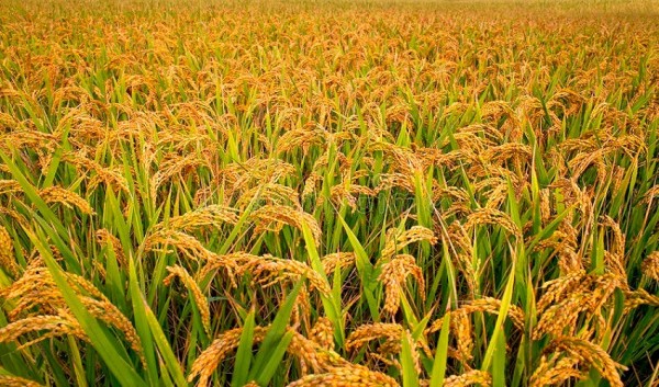 धानबाली नकाट्न किसानलाई आग्रह    