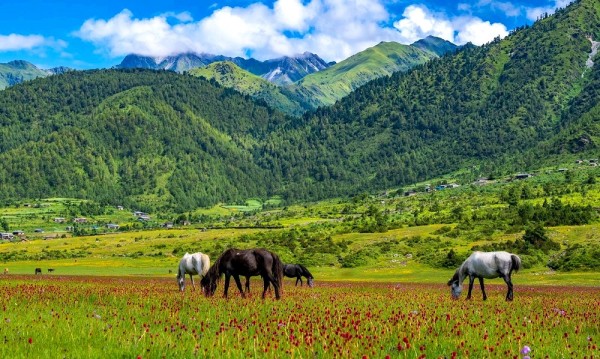 वनफूलले ढाकिएका पाटन हेर्ने केरी र बुकीमा पर्यटक