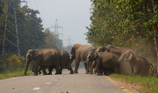 विश्व हात्ती दिवस : बासस्थान अतिक्रमणले मानव-हात्ती द्वन्द्व बढ्दो