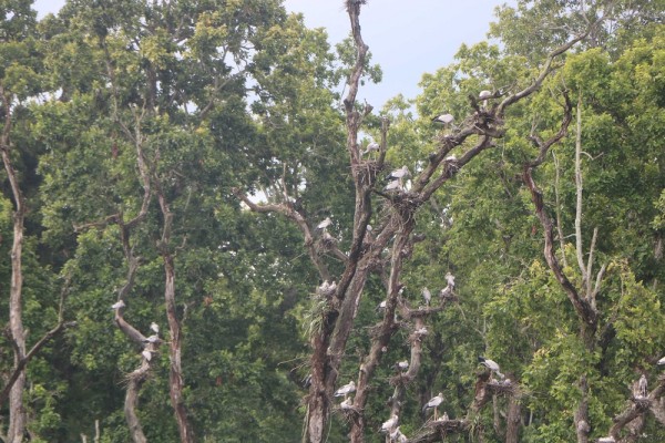 घुँगीफोर गरुडको प्रजनन केन्द्र बन्दै चितवनको बाटुलीपोखरी   