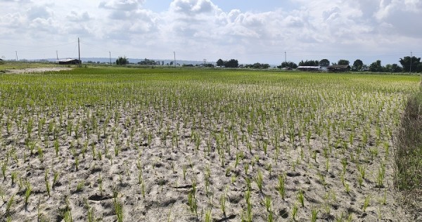 तराई-मधेशमा खडेरी : पानी नपर्दा सुक्यो धानको ब्याड