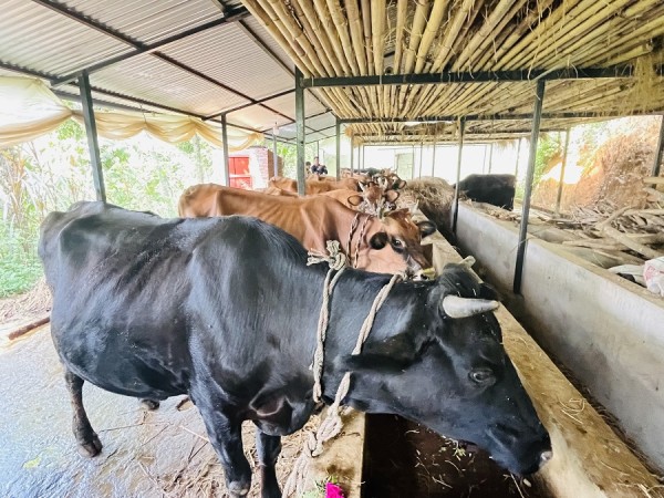 गुल्मीको सत्यवतीमा पहिलो बेत ब्याउने गाईलार्ई १० हजार अनुदान   