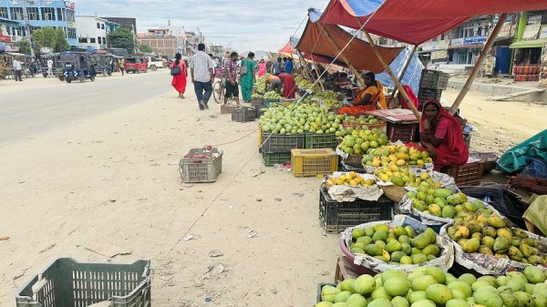आँपको सुवासले मगमगाइरहको छ सिरहा, चिस्यान केन्द्र नहुँदा समस्या   