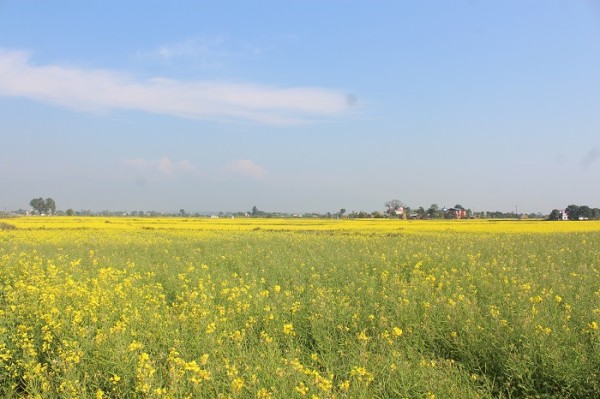 नवलपुरमा किसानको तोरी खेतीप्रति आकर्षित बढ्दो