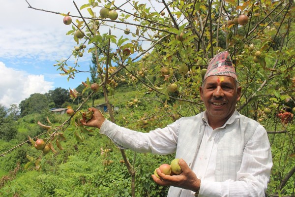 गाजनेमा स्याउ उत्पादन हुन थालेपछि कृषक उत्साहित   