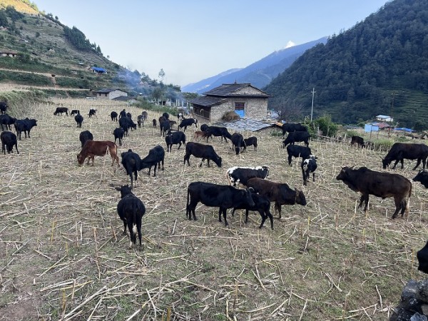 गोठाला बेँसी झरेपछि भल्कोटमा बढ्यो चहलपहल