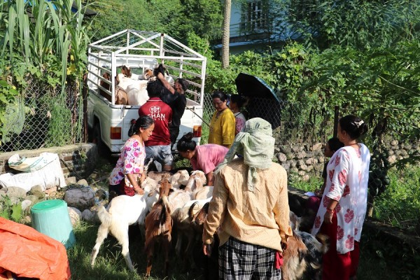 महिला नेतृत्वको एक सहकारीमार्फत ३५० खसीबोका बिक्री   