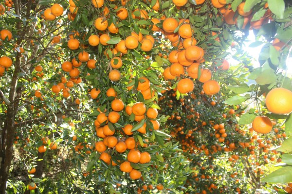 म्याग्दीमा ३३ करोड ४६ लाखको सुन्तला बिक्री   