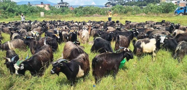 भक्तपुरमा दर्शैँका लागि च्याङ्ग्रा ल्याइयो   