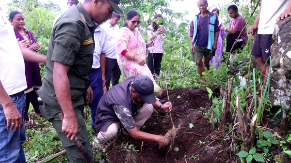 नवलपुरको गैँडाकोटमा चियाको परीक्षण खेती   