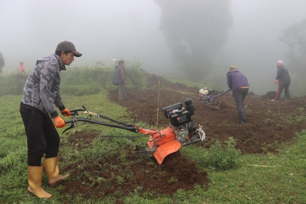 तेह्रथुमका किसान व्यावसायिक रूपमा सिस्नुखेती गर्दै   