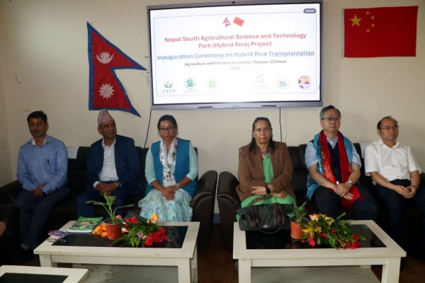 चिनियाँ सहयोगमा वर्णशङ्कर धान रोपाइँ कार्यक्रम    