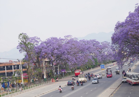 जाकाराण्डा फूलको संरक्षण गर्दै महानगर   