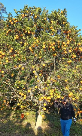 गोलन्जोरका जुनार-सुन्तला बगैँचामा पैसाको बिटो !   
