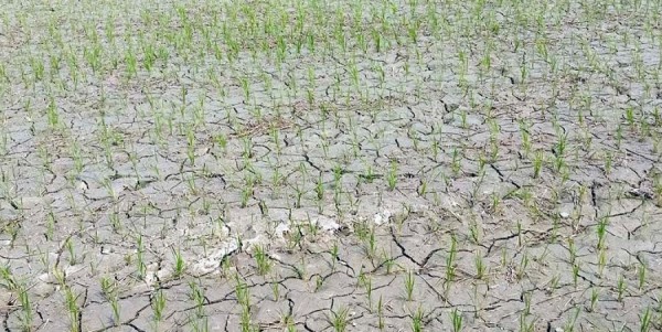 खडेरीले रोपेको धान सुक्न थाल्यो   