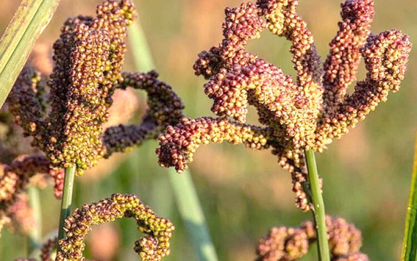 जुम्लामा कोदोखेती गर्ने किसान घट्दै   