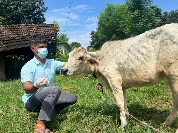 शुक्लाफाँटामा गाईको बाच्छीमा लम्पी स्किन रोग सङ्क्रमण पुष्टि   