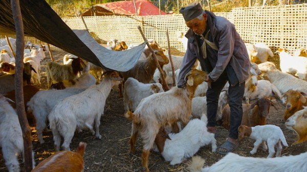 जङ्गल र गोठ गरेर दैनिकी चलाउँदै ८० वर्षीय लिलबहादुर