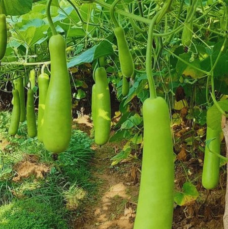 लौकाखेतीबाट चार लाख आम्दानी