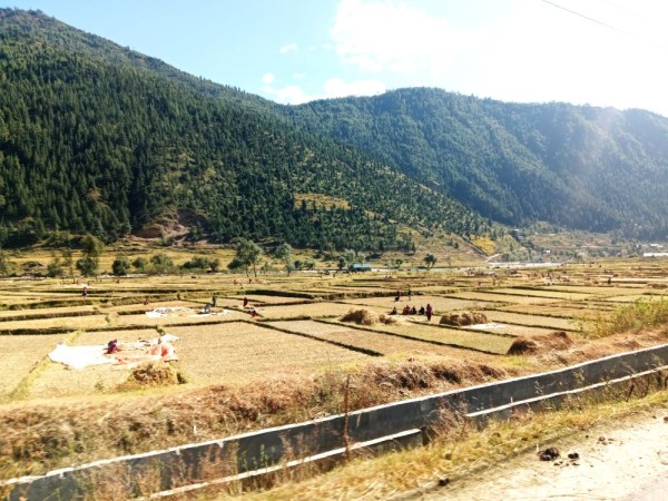 जुम्ली किसानलाई मार्सीधान काट्न चटारो        