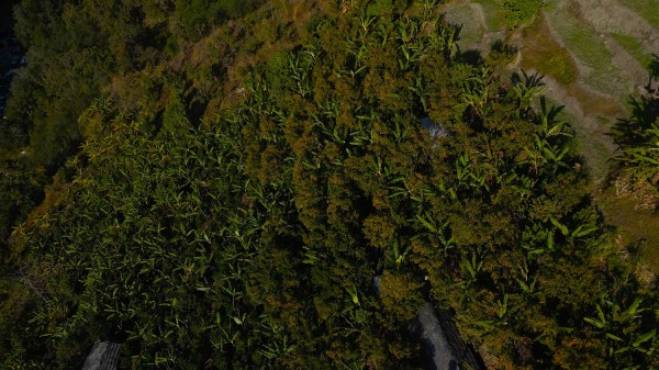 बिलाउनीको झाडी फाडेर सुन्तला बगान   