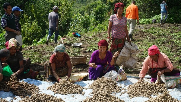 म्याग्दीमा ३५ हजार मेट्रिक टन आलु उत्पादन   