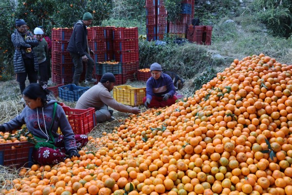 म्याग्दीमा ३१ करोड ६० लाखको सुन्तला उत्पादन