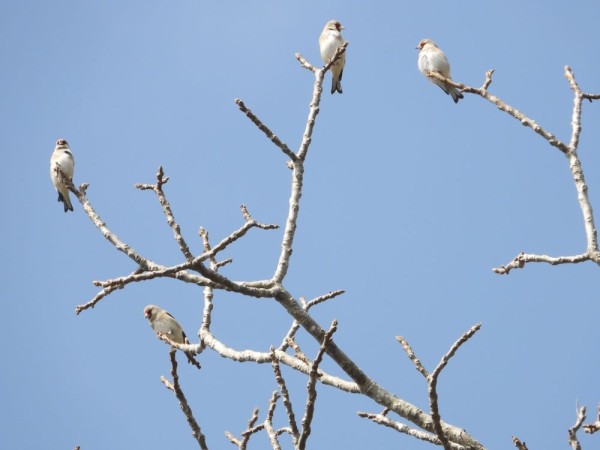 गुल्मीको रेसुङ्गा र मदानेमा भेटिए नयाँ प्रजातिका आठ प्रकारका चरा
