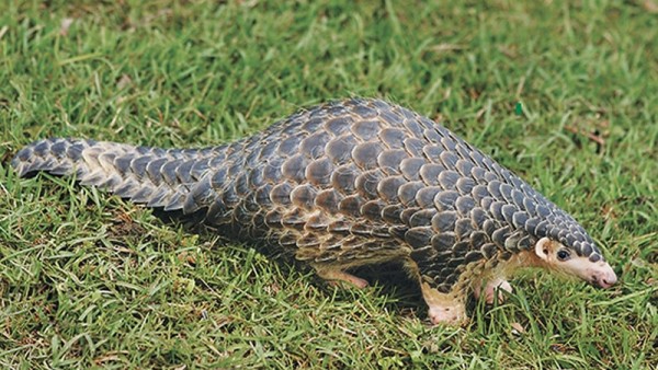 नेपालमै पहिलो पटक सालक सम्मेलन