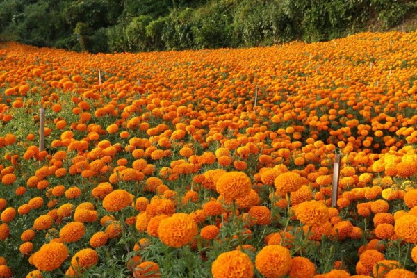 फूलखेतीमै रमाएका कृषकहरु        