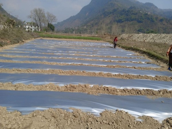 आँधीखोला किनार क्षेत्रमा तर्बुजाखेती    