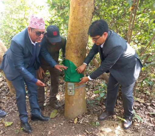 एघार सय वटा अत्याधुनिक क्यामेराबाट बाघ गणना गरिँदै        