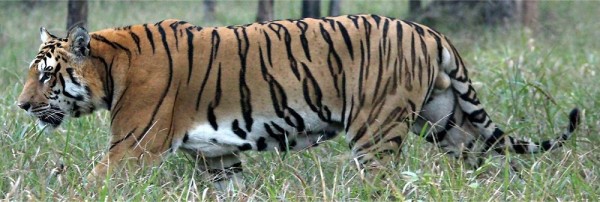 विश्व बाघ दिवसः नेपालमा बाघको सङ्ख्या ‘धान्ने क्षमता’ चार सय   