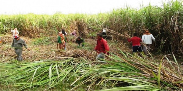 उखु किसानको बक्यौता तत्काल भुक्तानी दिइने   