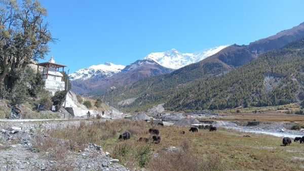 जलवायु परिवर्तनको प्रभाव : संकटमा चौँरीखर्क        