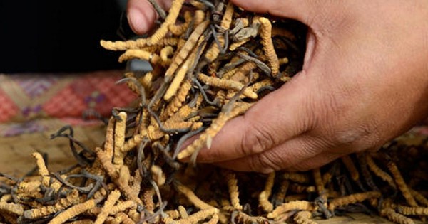 यार्सागुम्बा अर्थात् महङ्गो जैविक कीराको खोजी