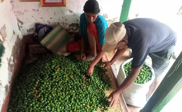 आम्दानीको स्रोत ‘अकबरे’ खुर्सानी