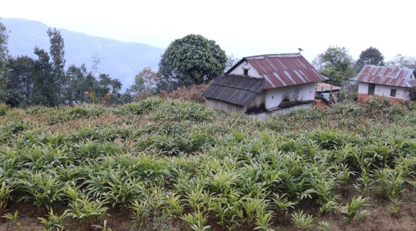 मूल्य बढेपछि अलैँची खेती विस्तारमा जुट्दै किसान   