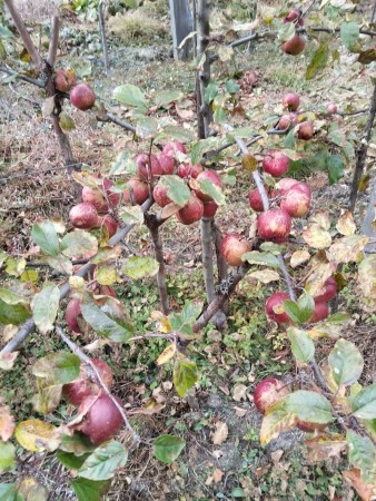 घुन्सा र फलेटारमा स्याउ फल्यो : व्यावसायिक खेतीको नयाँ सम्भावना उजागार   