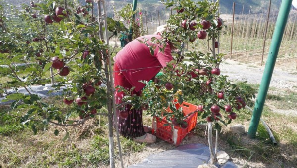 मुस्ताङमा स्याउको उत्पादन घट्यो, आम्दानी बढ्यो        