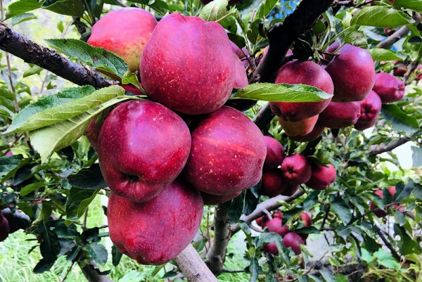 भदौ ५ गतेभन्दा अगाडि स्याउ नटिप्न आग्रह       