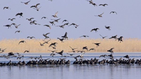 चितवनमा जलपक्षी गणना    