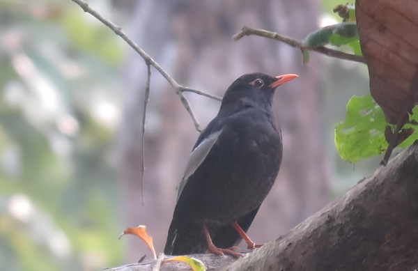 पहाडी वनको ‘मदना चाँचर’ शुक्लाफाँटामा   